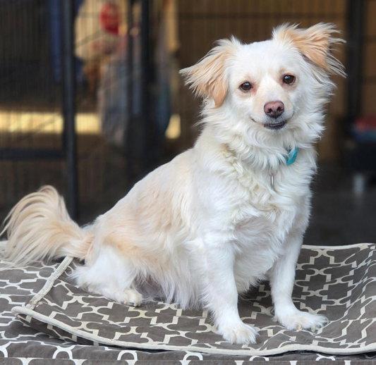 Enlarge Prince, a Adoptable mixed breed in Anaheim Hills, CA image 2/3