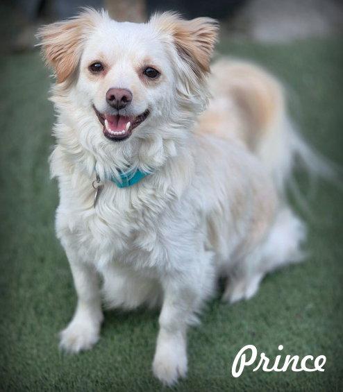 Enlarge Prince, a Adoptable mixed breed in Anaheim Hills, CA image 3/3