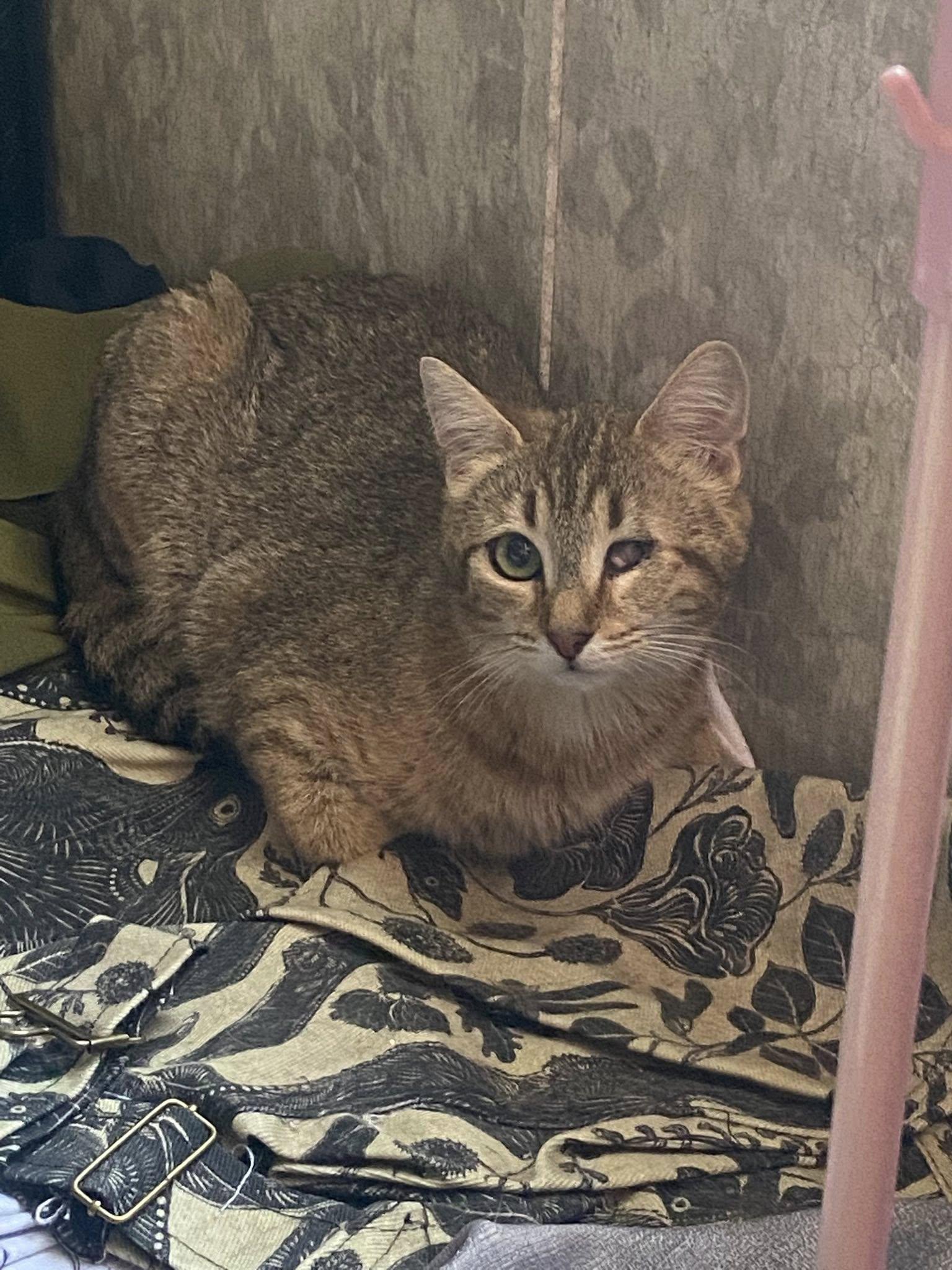 Rosemary, a Adoptable Domestic Short Hair in Morgantown, WV image 2/4