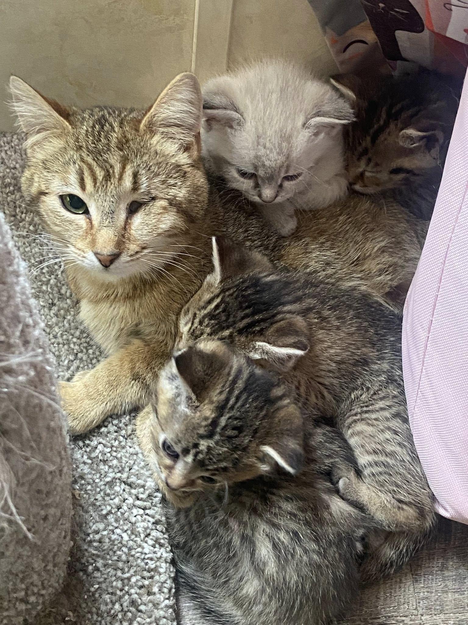 Rosemary, a Adoptable Domestic Short Hair in Morgantown, WV image 3/4