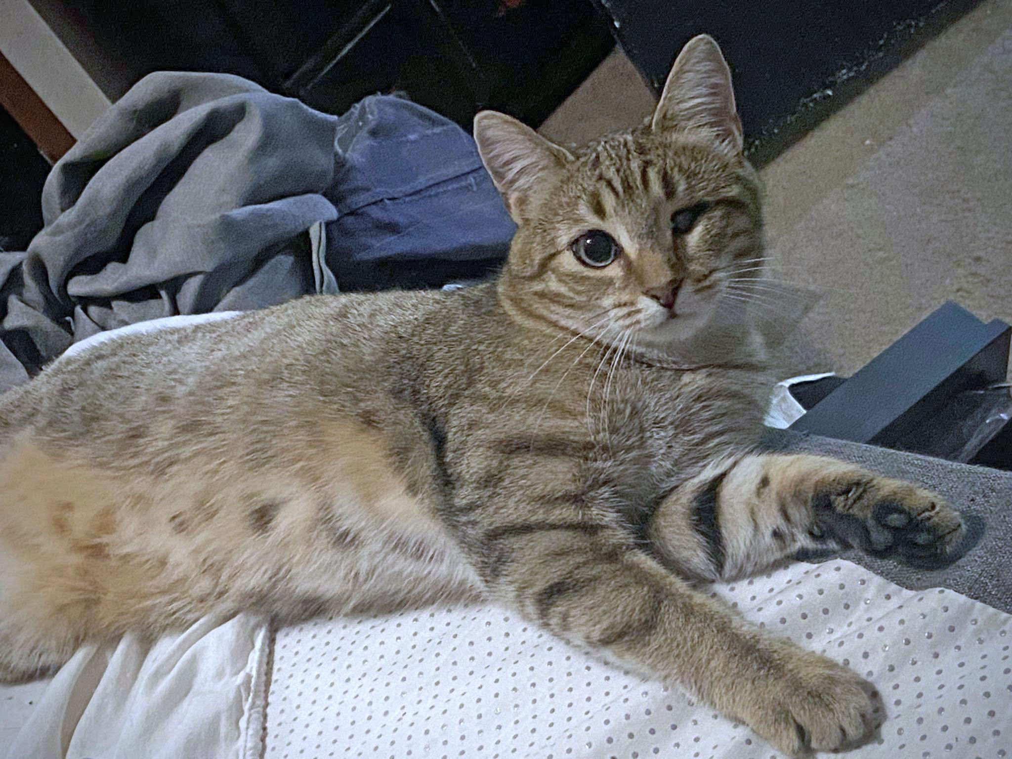 Rosemary, Adoptable, Adult Female Domestic Short Hair.