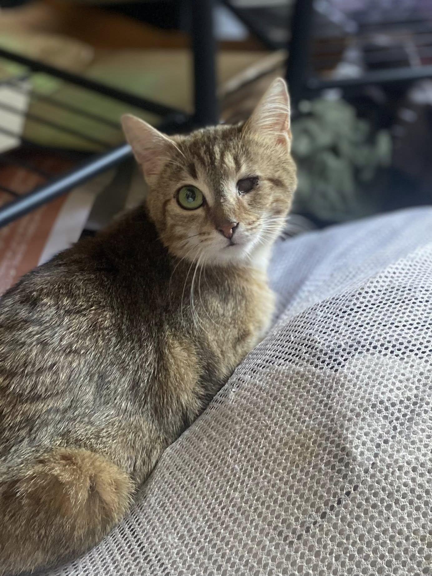 Rosemary, a Adoptable Domestic Short Hair in Morgantown, WV image 4/4