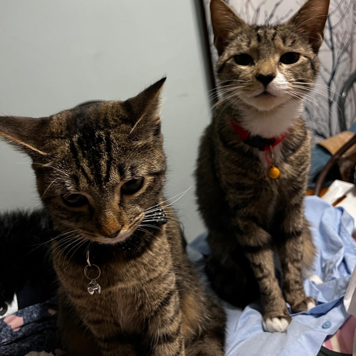 Enlarge Honey, a Adoptable American Shorthair in New York, NY image 5/6