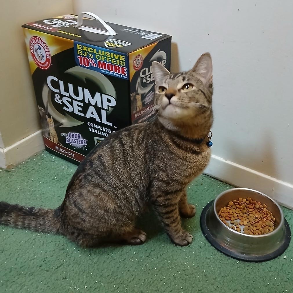 Enlarge Honey, a Adoptable American Shorthair in New York, NY image 4/6