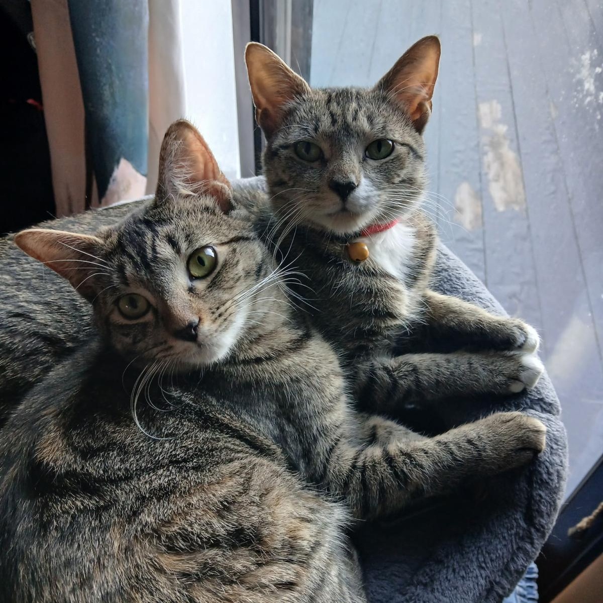 Enlarge Honey, a Adoptable American Shorthair in New York, NY image 2/6