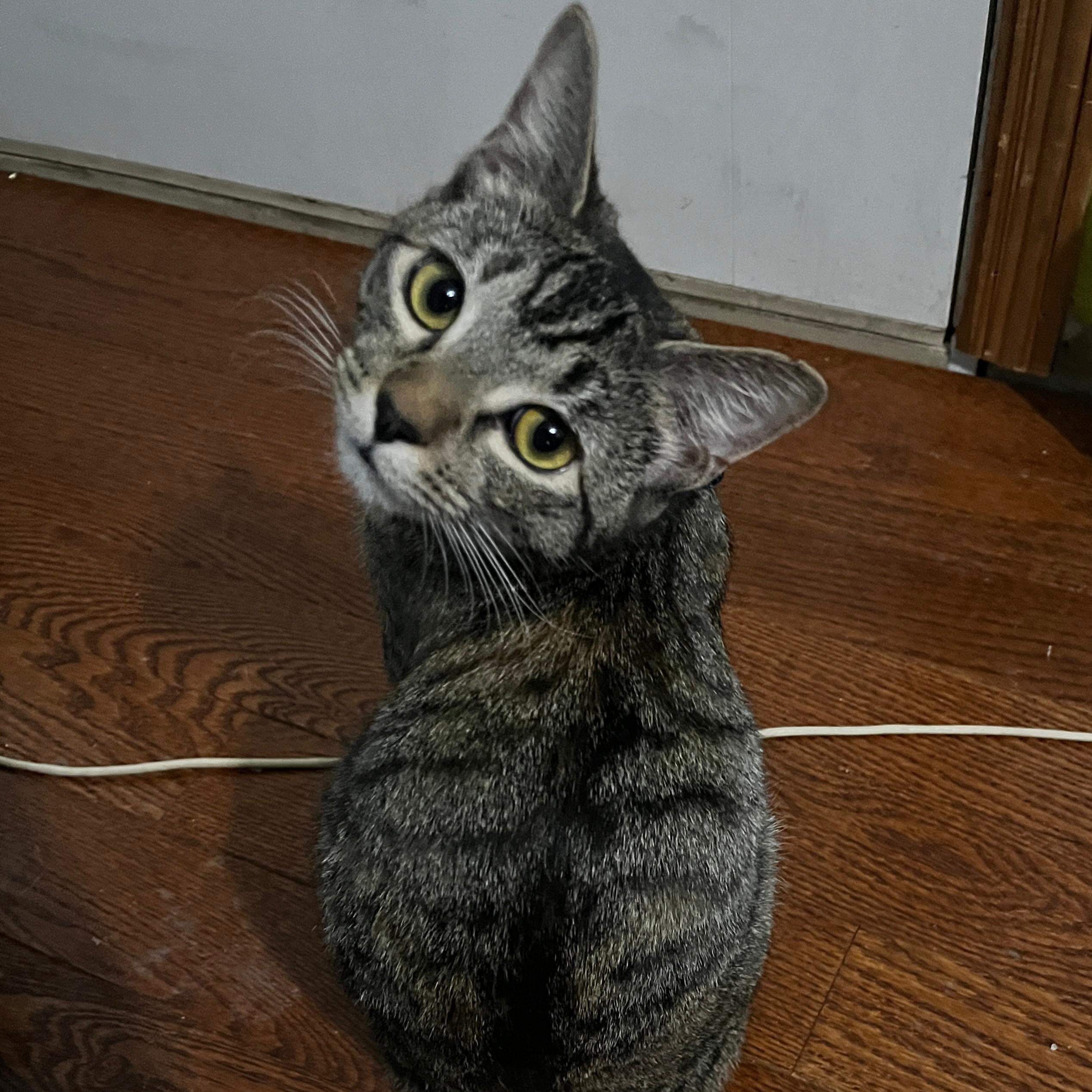 Enlarge Honey, a Adoptable American Shorthair in New York, NY image 6/6