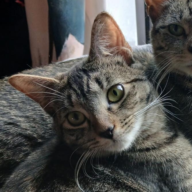 Enlarge Honey, a Adoptable American Shorthair in New York, NY image 3/6