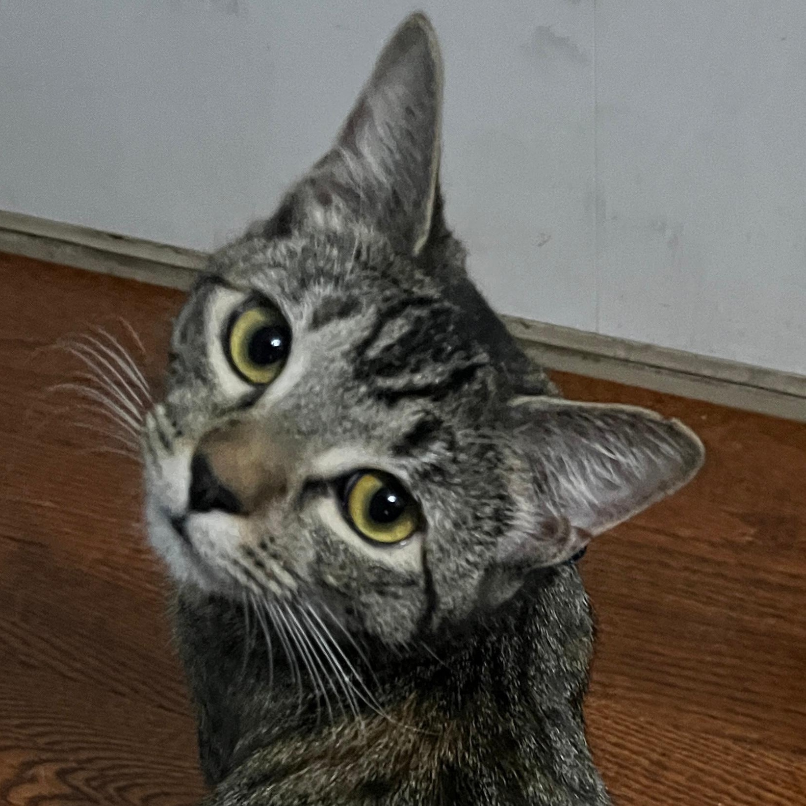 Enlarge Honey, a Adoptable American Shorthair in New York, NY image 1/6