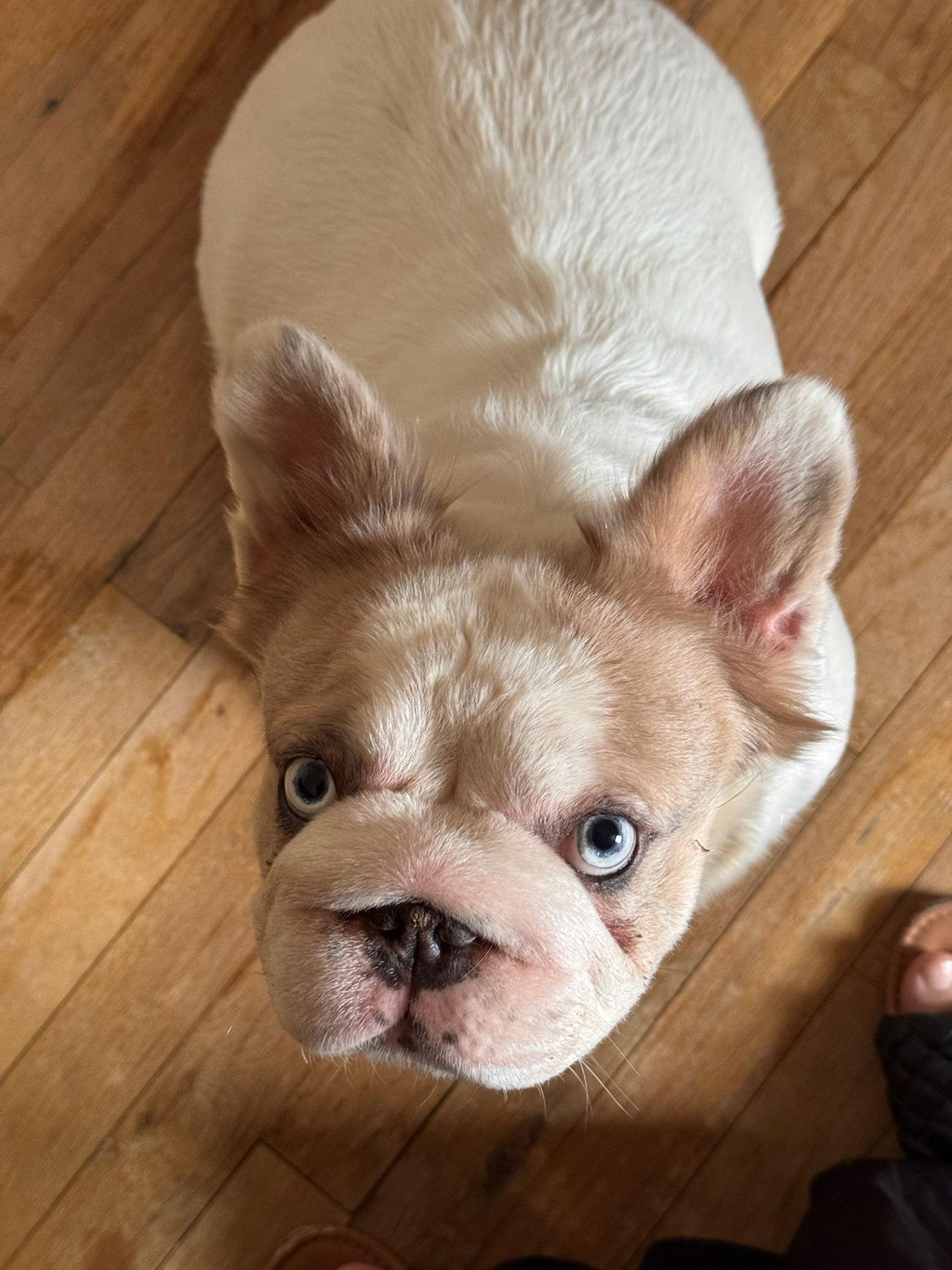 Pippa, Adopted, Adult Female French Bulldog.