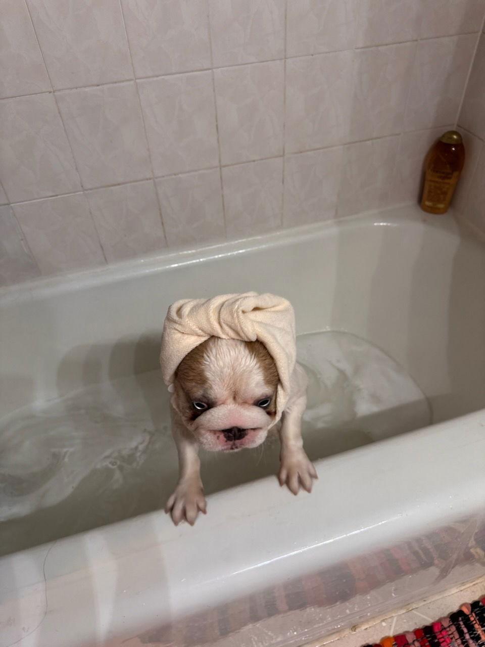 Enlarge Pippa, a Adopted French Bulldog in Fort Collins, CO image 2/3