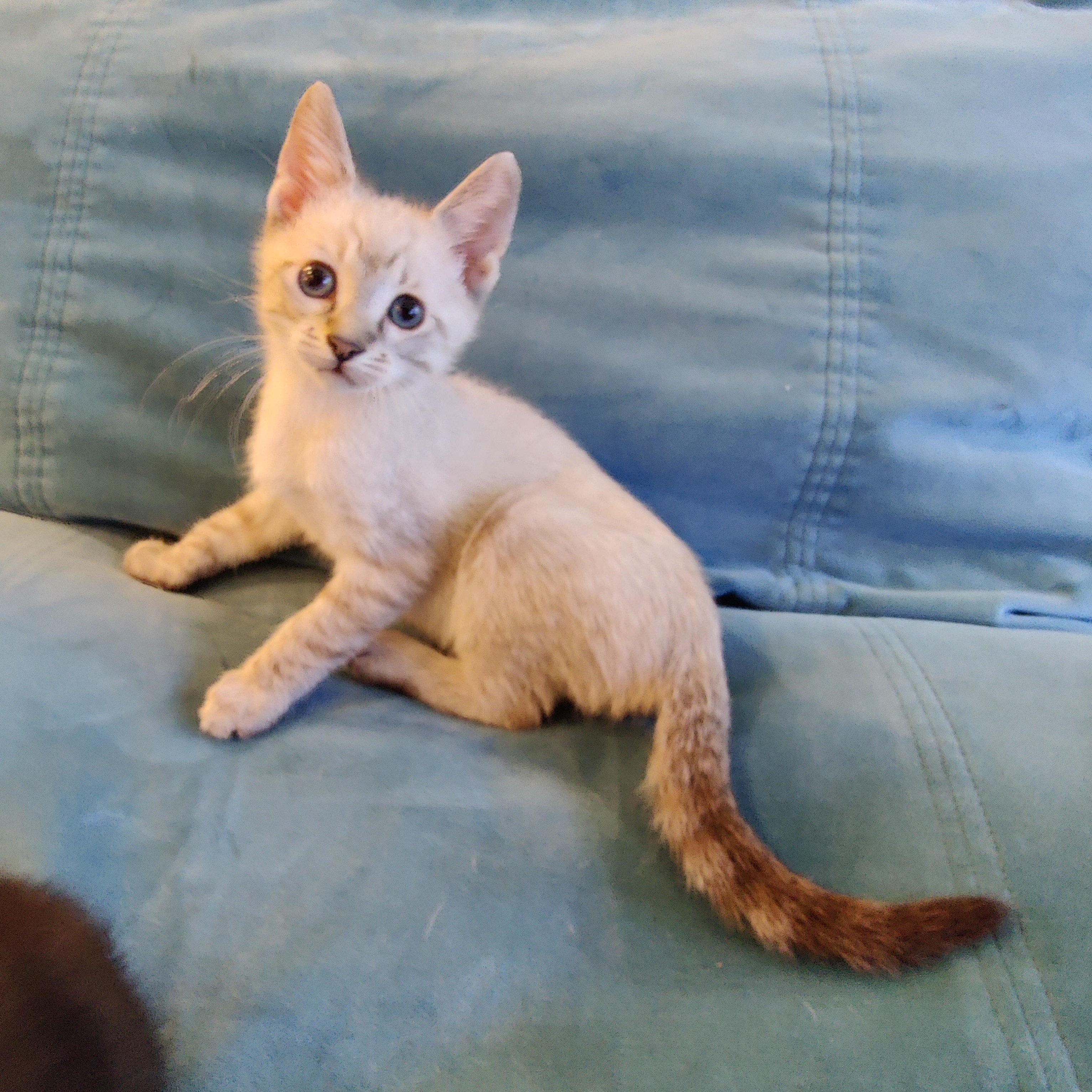 Lurek, Baby Male Siamese