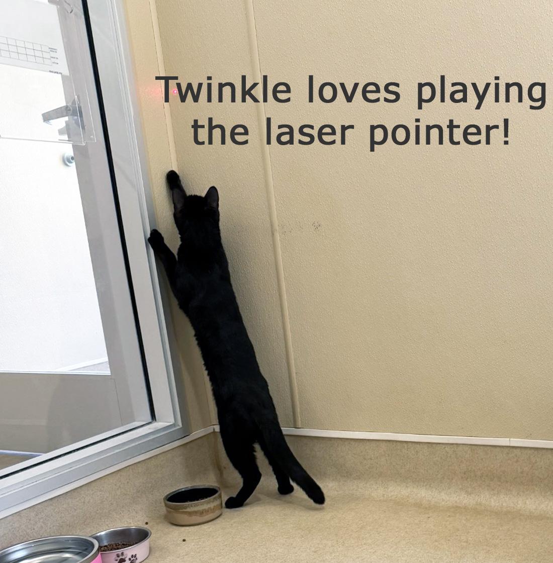 TWINKLE, a ADOPTABLE Domestic Short Hair in San Clemente, CA image 3/3