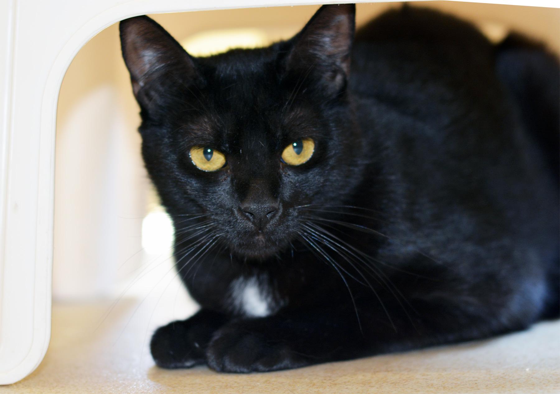 TWINKLE, ADOPTABLE, Young Female Domestic Short Hair.