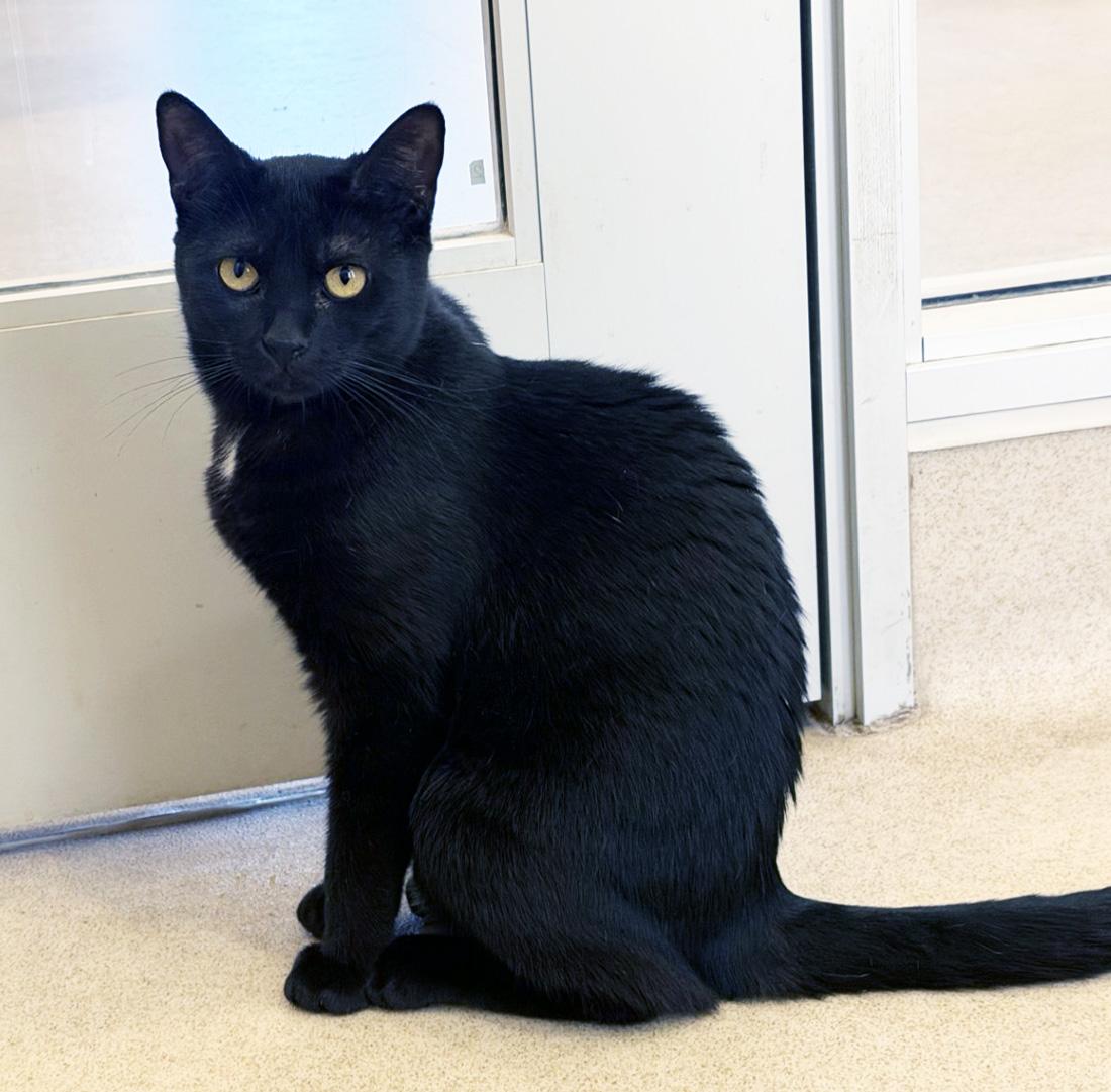 TWINKLE, ADOPTABLE, Young Female Domestic Short Hair.