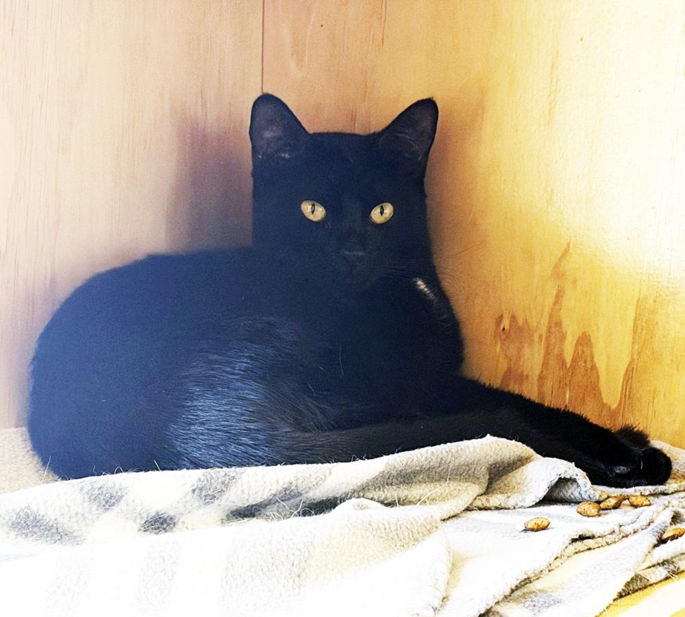 TWINKLE, a ADOPTABLE Domestic Short Hair in San Clemente, CA image 2/3