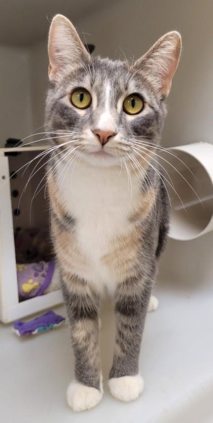 Enlarge Cora, a Adoptable mixed breed in Kalispell, MT image 1/1