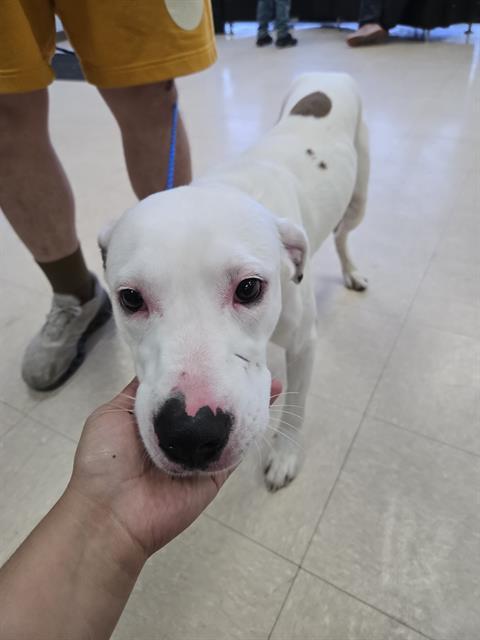 SNOOPY, Adoptable, Young Male Beagle & Pit Bull Terrier.