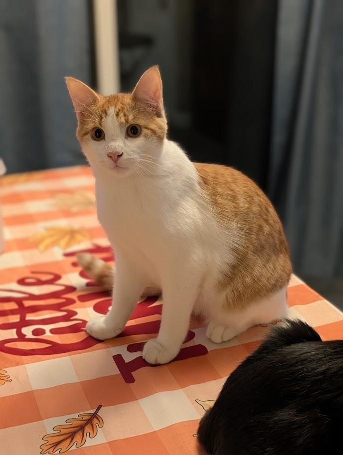 Ryder, Adoptable, Young Male Domestic Short Hair.