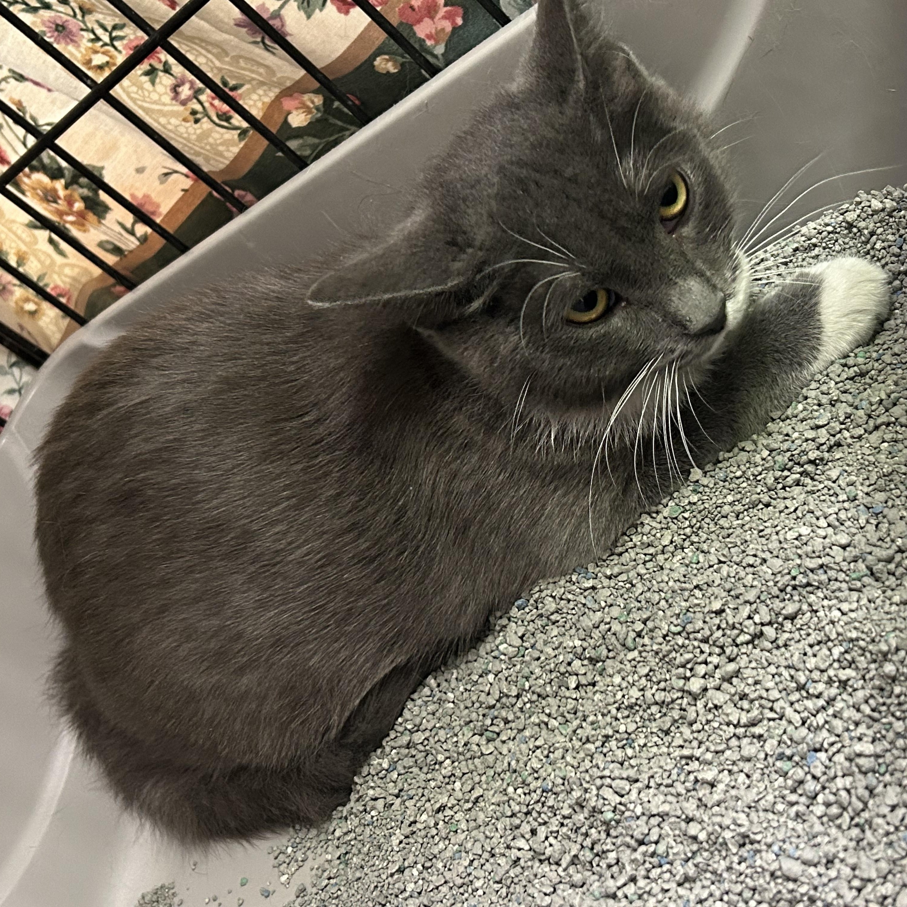 Enlarge Dancer and Blitzen, a ADOPTABLE Domestic Short Hair in Cape May, NJ image 2/3