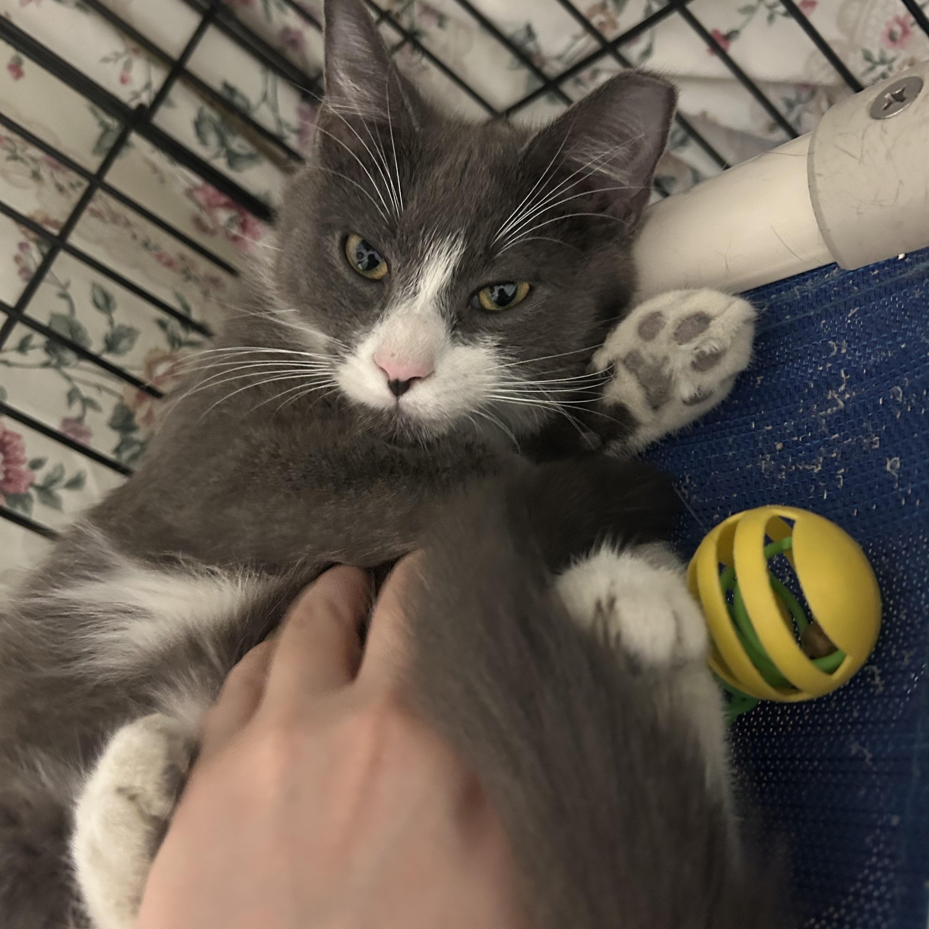 Enlarge Dancer and Blitzen, a ADOPTABLE Domestic Short Hair in Cape May, NJ image 3/3