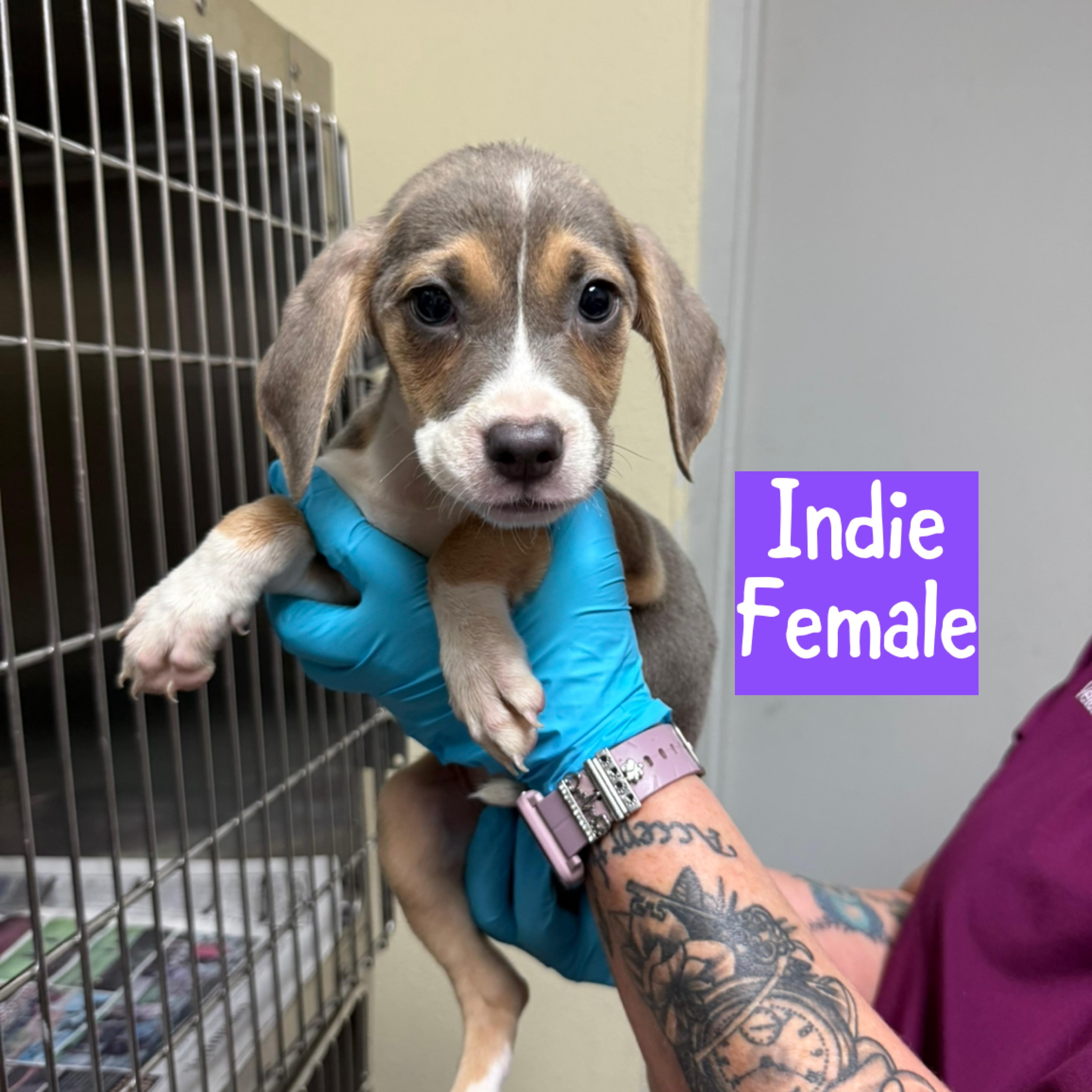 Meet the Musical Litter — Harmony, Indie, Melodie & Lyric!, an adoptable Mixed Breed, Hound in Bangor, ME, 04402 | Photo Image 2