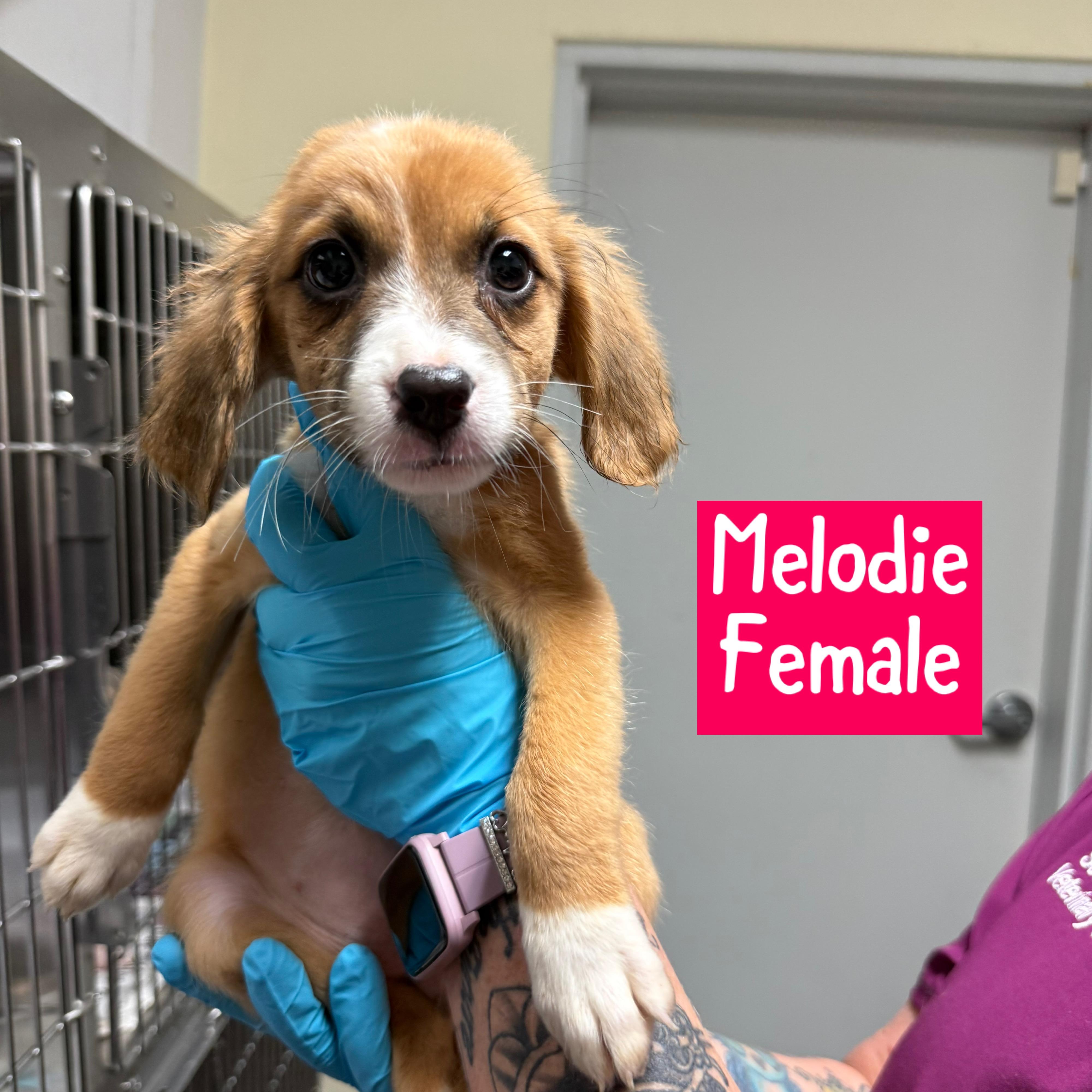 Meet the Musical Litter — Harmony, Indie, Melodie & Lyric!, an adoptable Mixed Breed, Hound in Bangor, ME, 04402 | Photo Image 5