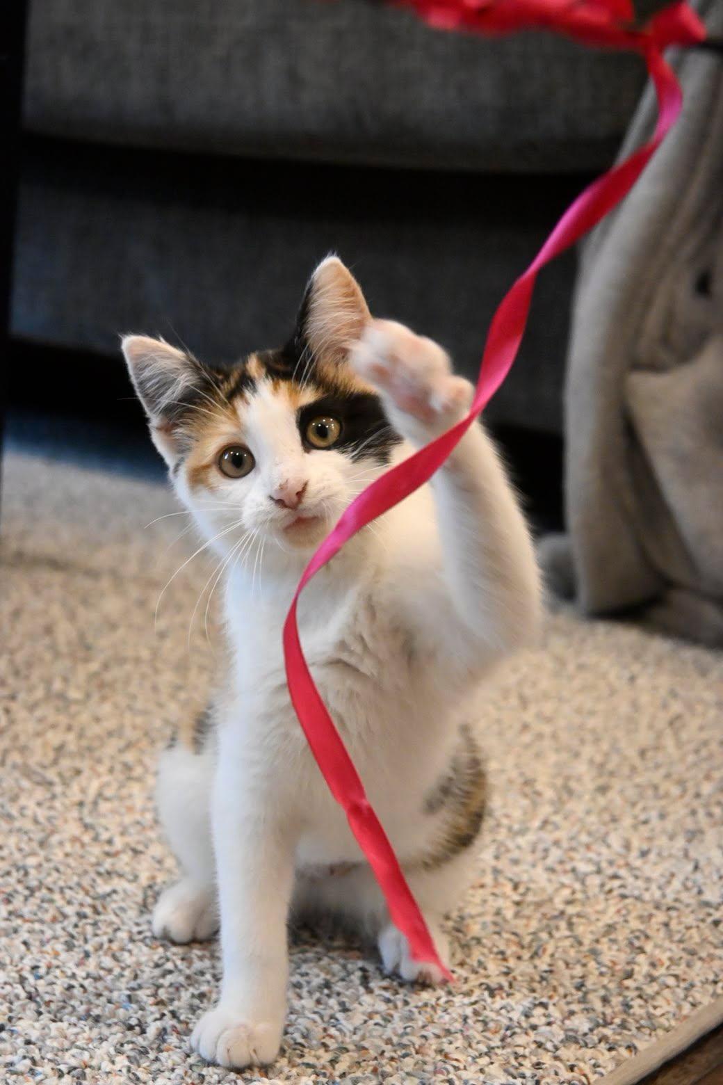 Trinket, an adopted Domestic Short Hair in Jefferson, WI image 2/6