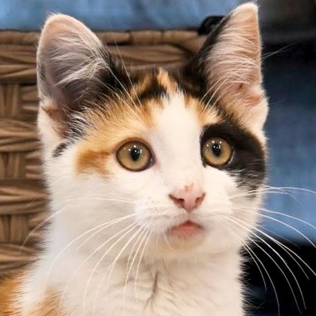Trinket, adopted, Kitten Female Domestic Short Hair.