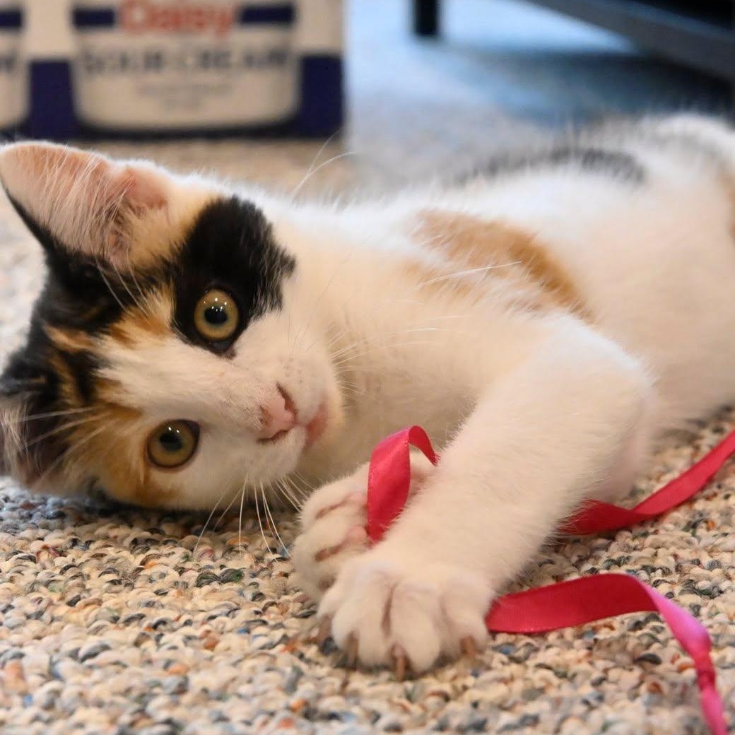 Trinket, an adopted Domestic Short Hair in Jefferson, WI image 3/6