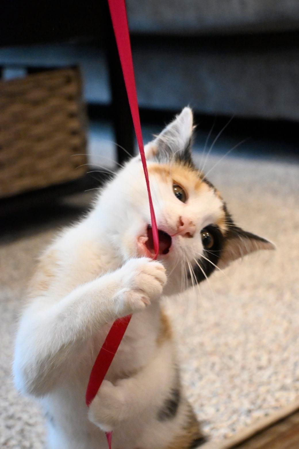 Trinket, an adopted Domestic Short Hair in Jefferson, WI image 5/6
