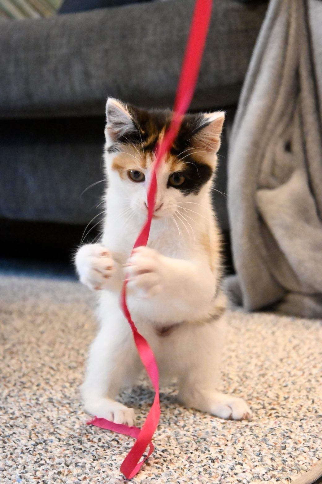 Trinket, an adopted Domestic Short Hair in Jefferson, WI image 4/6