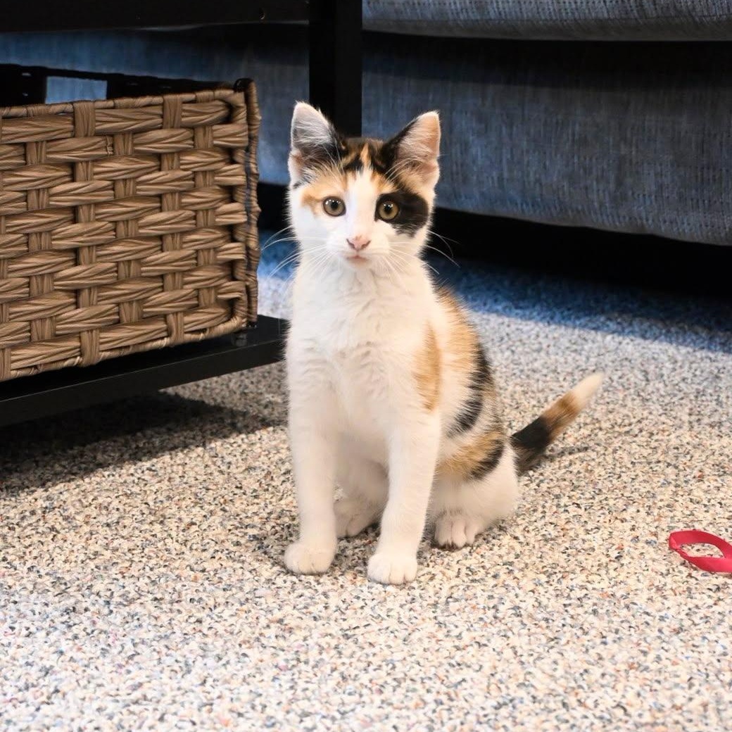 Trinket, an adopted Domestic Short Hair in Jefferson, WI image 6/6