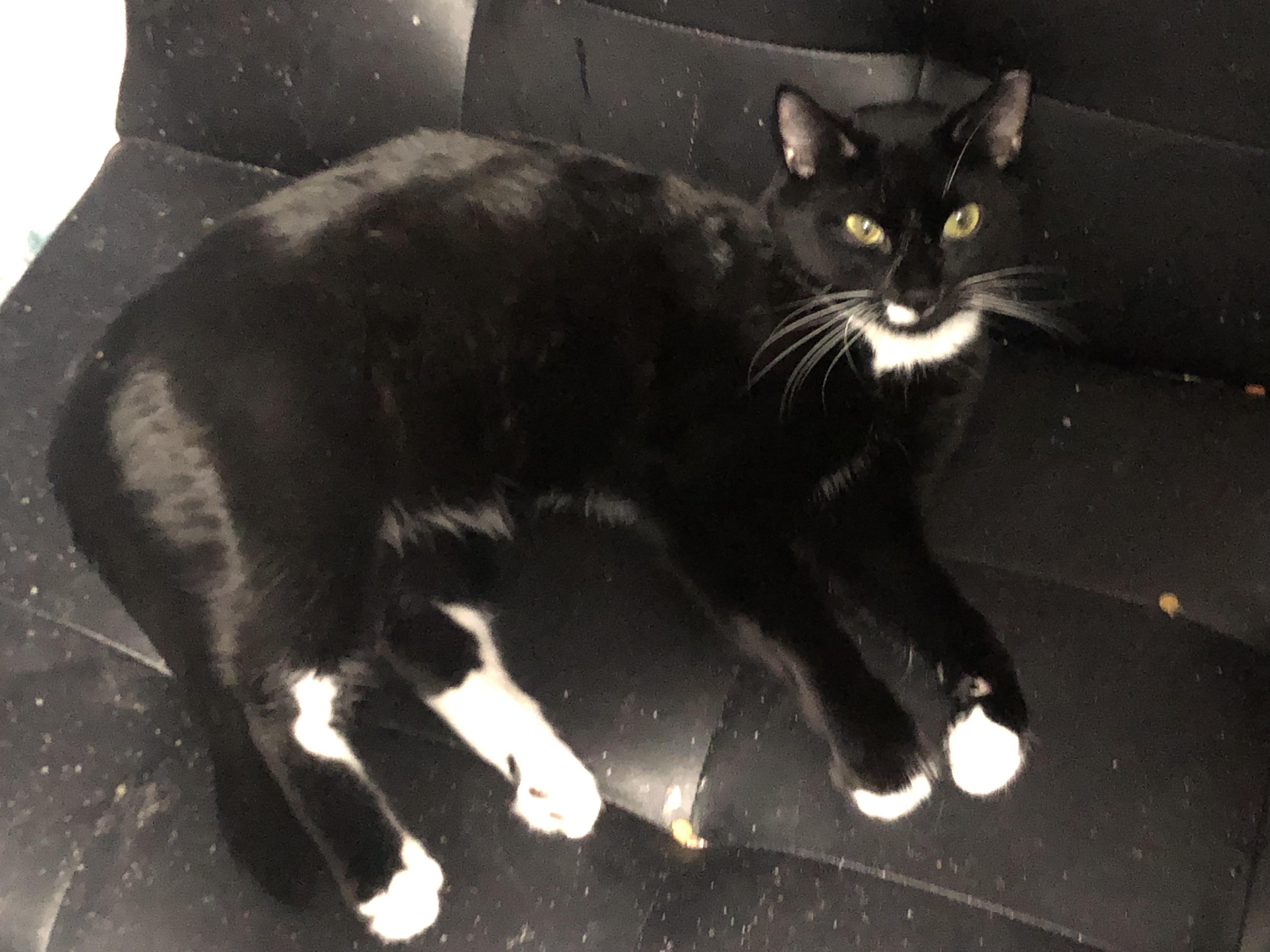 Enlarge Mike *SPECIAL NEEDS*, a Adoptable Domestic Short Hair in Ormond beach, FL image 1/1