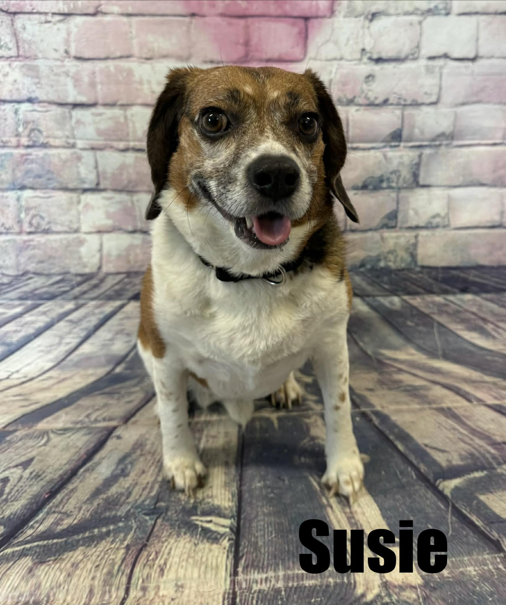 Enlarge Susie, a ADOPTABLE Beagle in Quincy, MI image 3/3
