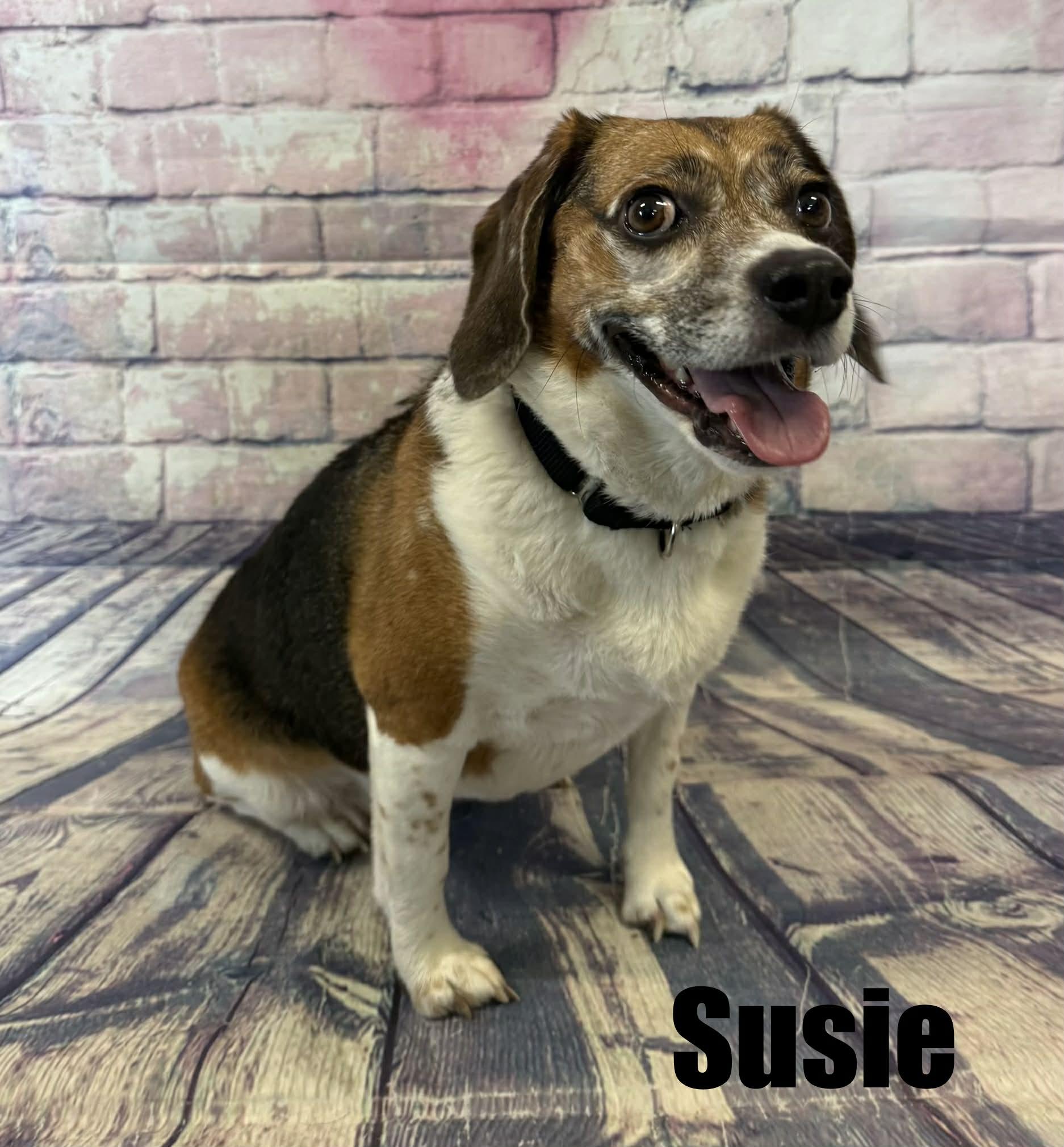 Susie, ADOPTABLE, Adult Female Beagle.