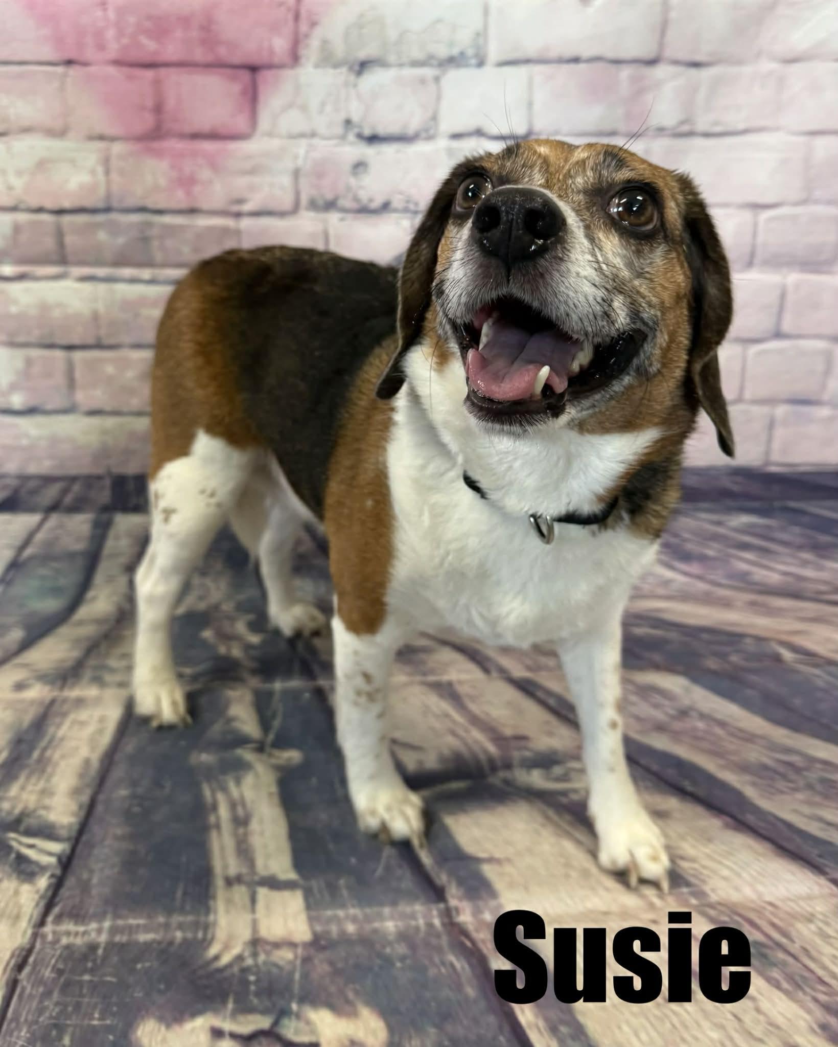 Enlarge Susie, a ADOPTABLE Beagle in Quincy, MI image 2/3