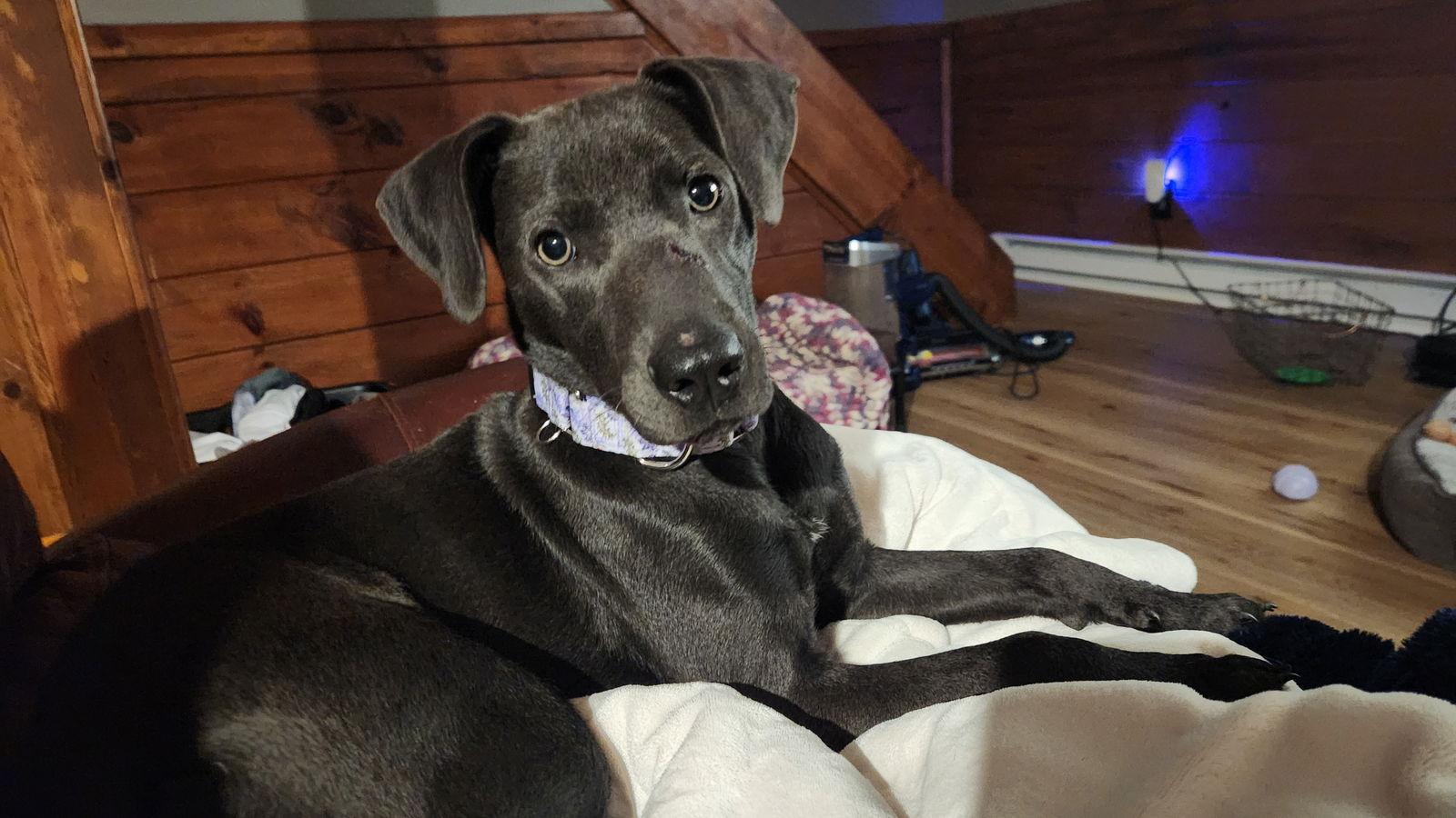 Gypsy Karl, a Adoptable Feist in Saunderstown, RI image 1/3