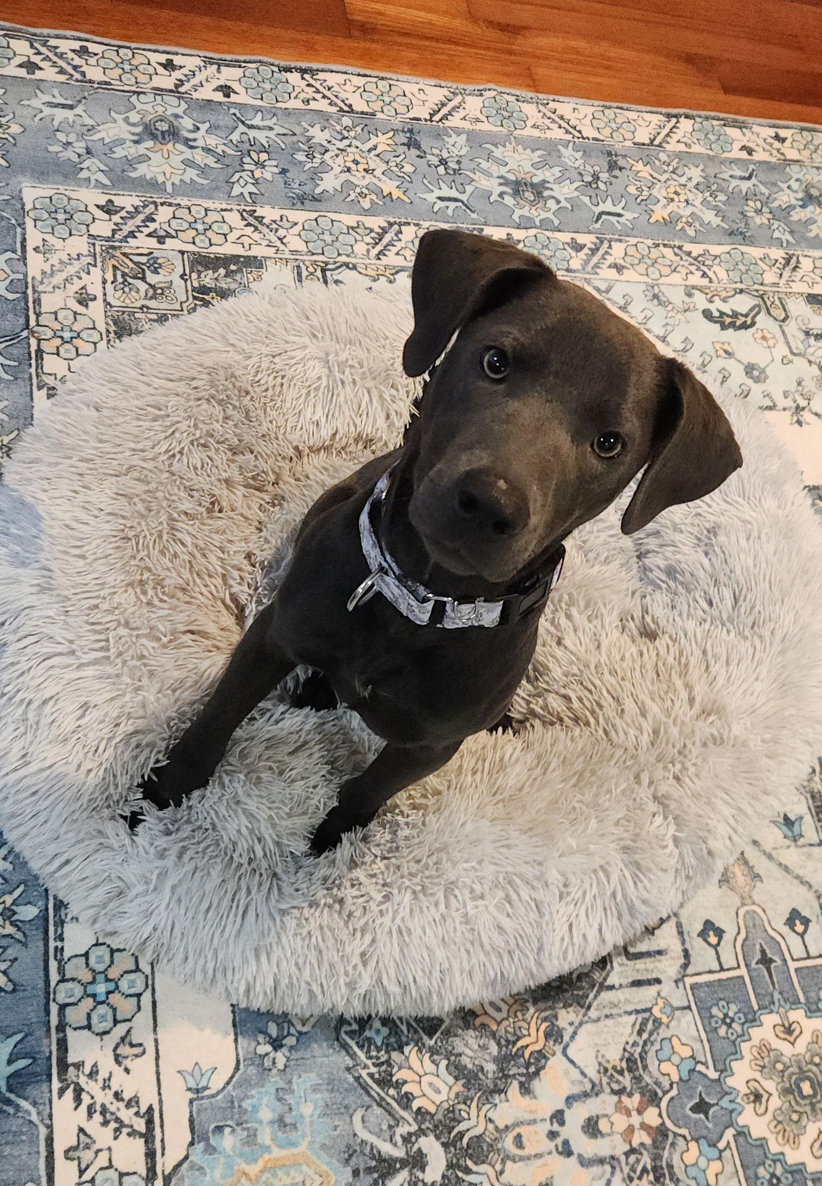 Gypsy Karl, a Adoptable Feist in Saunderstown, RI image 2/3