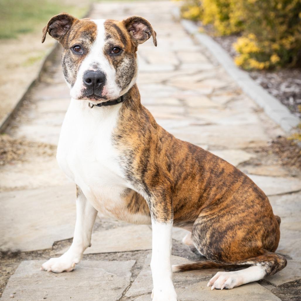Sherlock, Adoptable, Adult Male Mixed Breed.