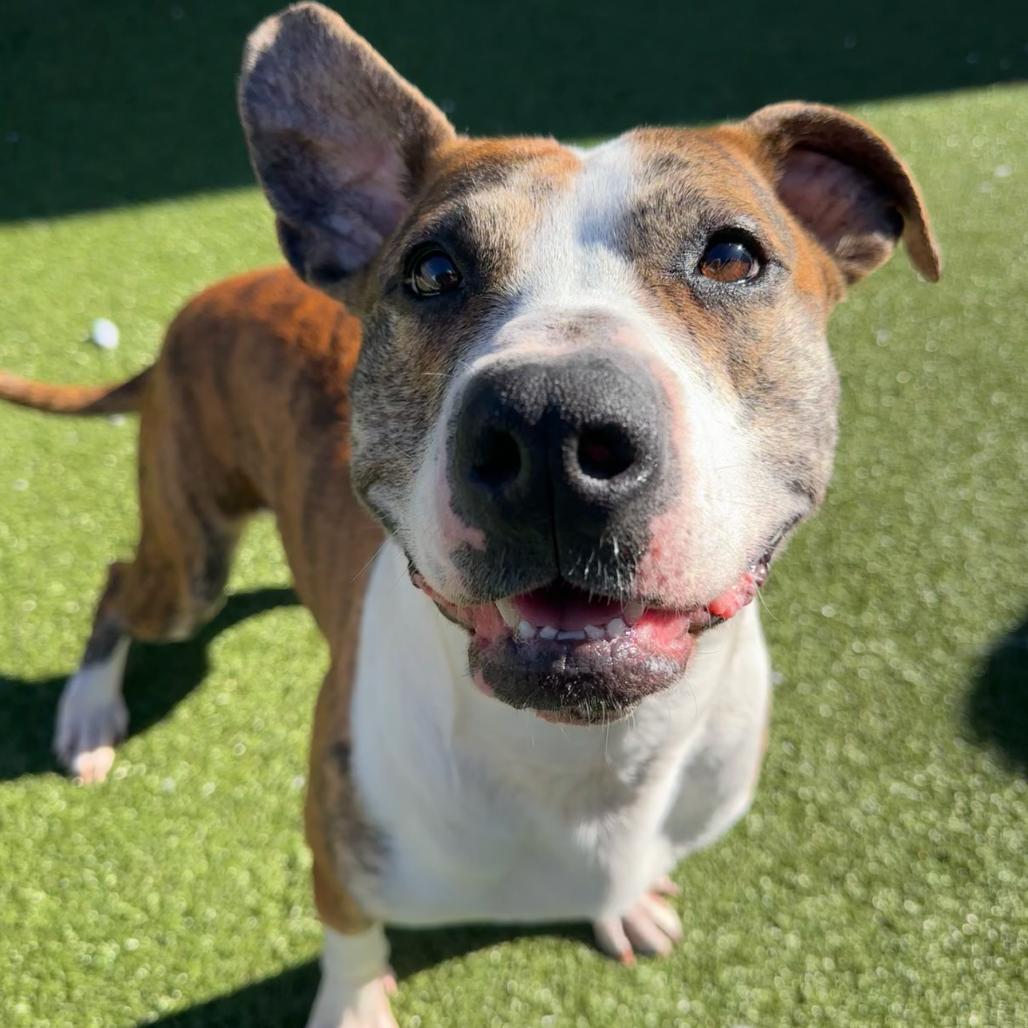 Enlarge Sherlock, a Adoptable Mixed Breed in Cape Girardeau, MO image 2/2