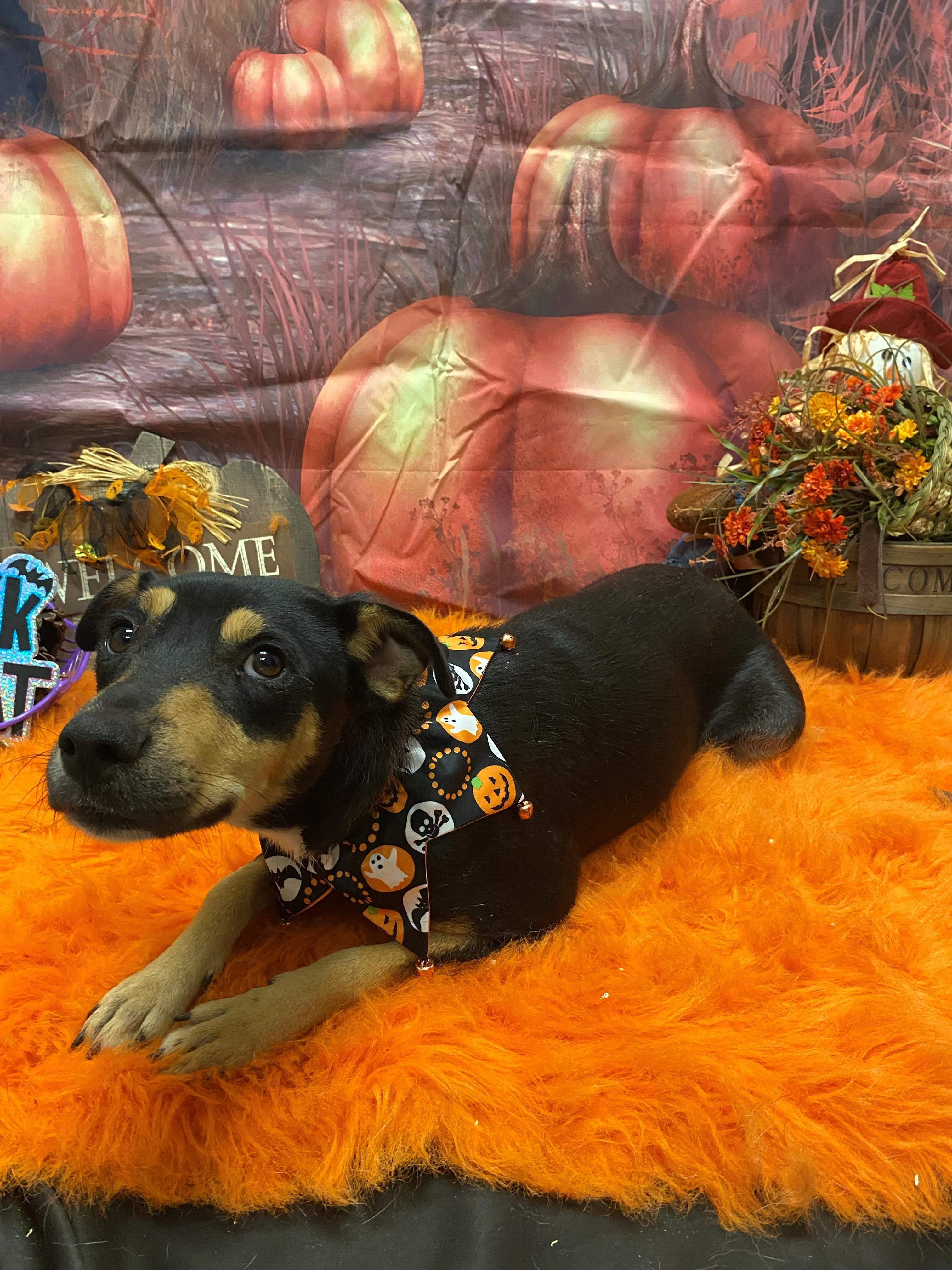 Trixie 59651986, Adopted, Adult Female Mixed Breed.