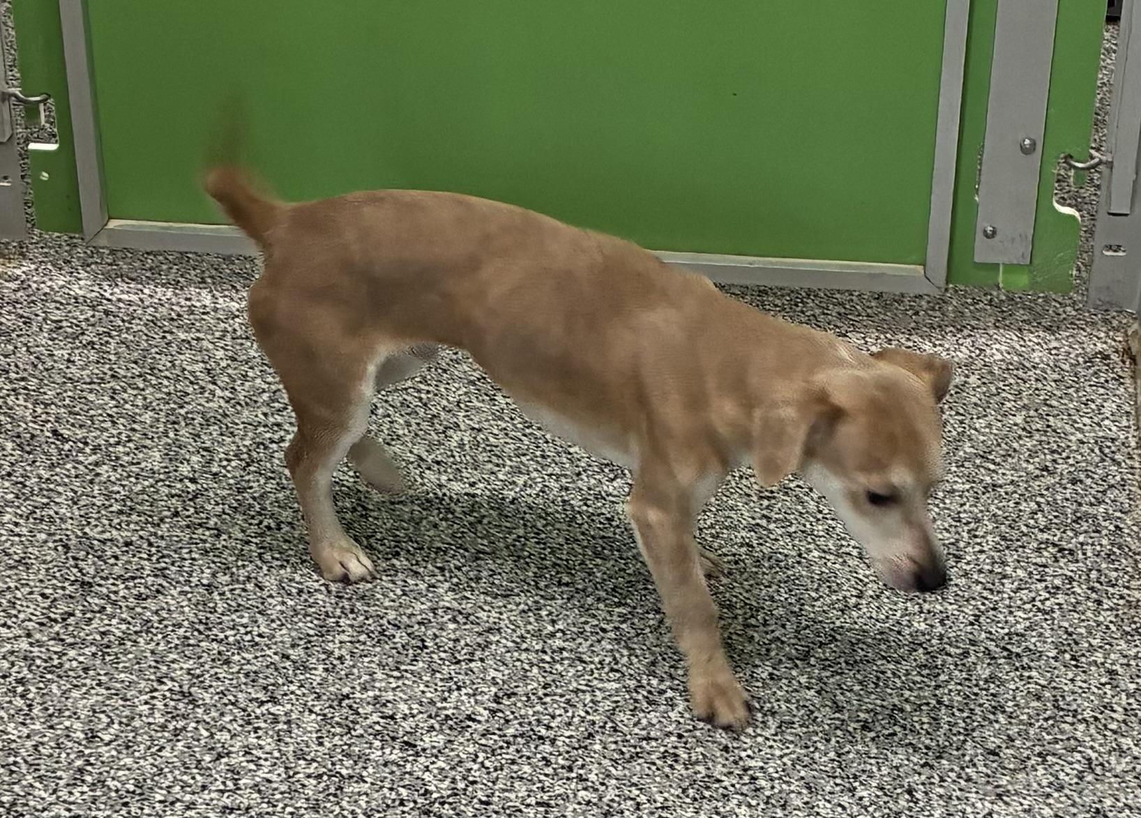 Enlarge Cookie, a Adopted Airedale Terrier in Atlantic, IA image 1/2