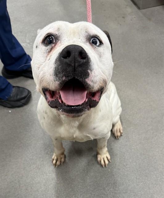 JOHN, Adoptable, Adult Male Pit Bull Terrier & American Bulldog.