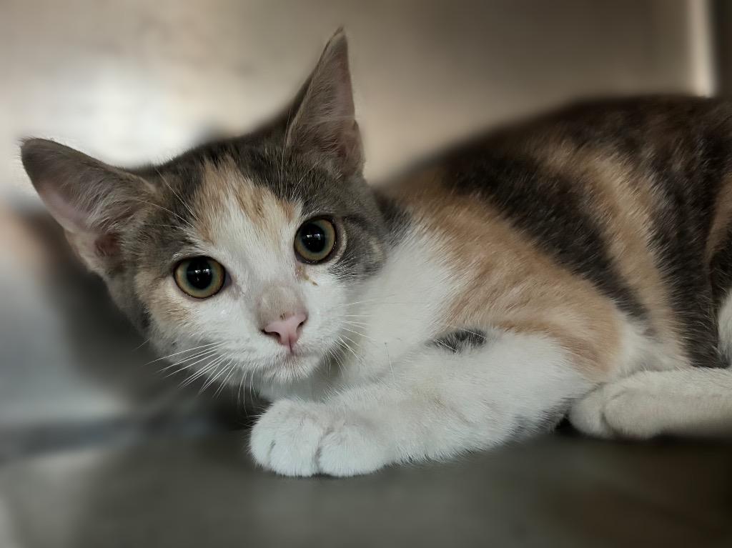 Clare, Adoptable, Kitten Female Domestic Short Hair & Dilute Calico.