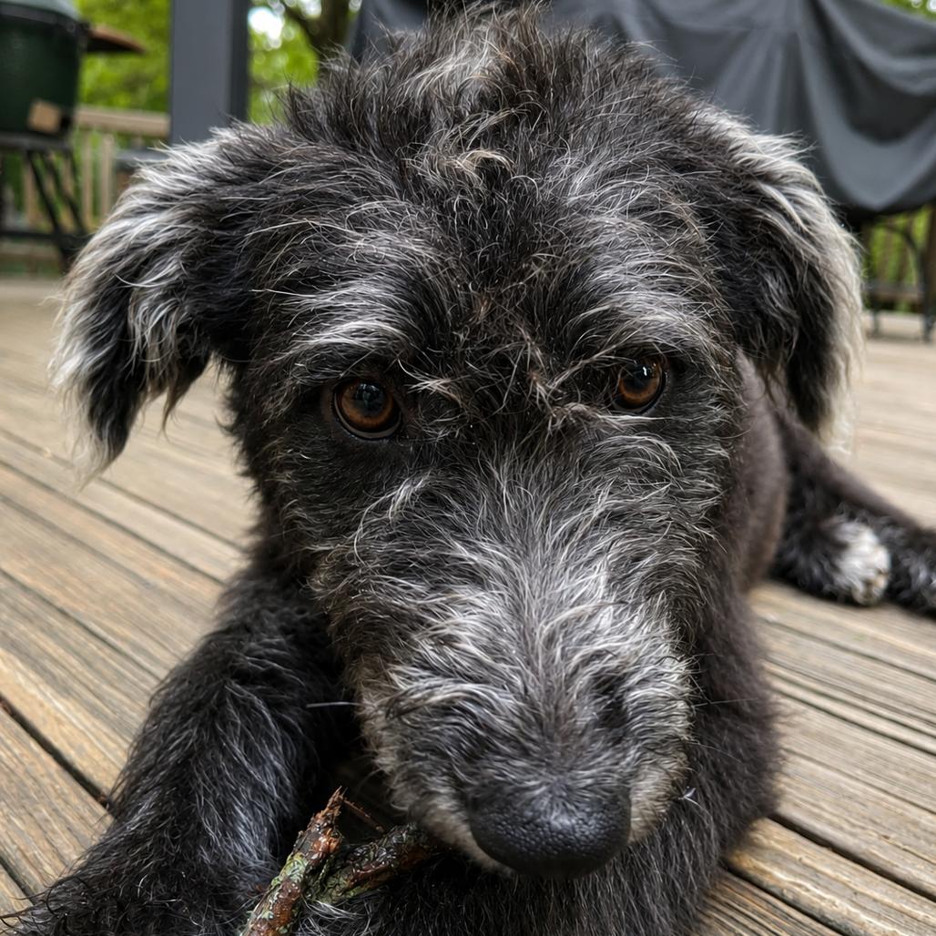 Standard Schnauzers for Adoption in Tallmadge, Ohio | Petfinder