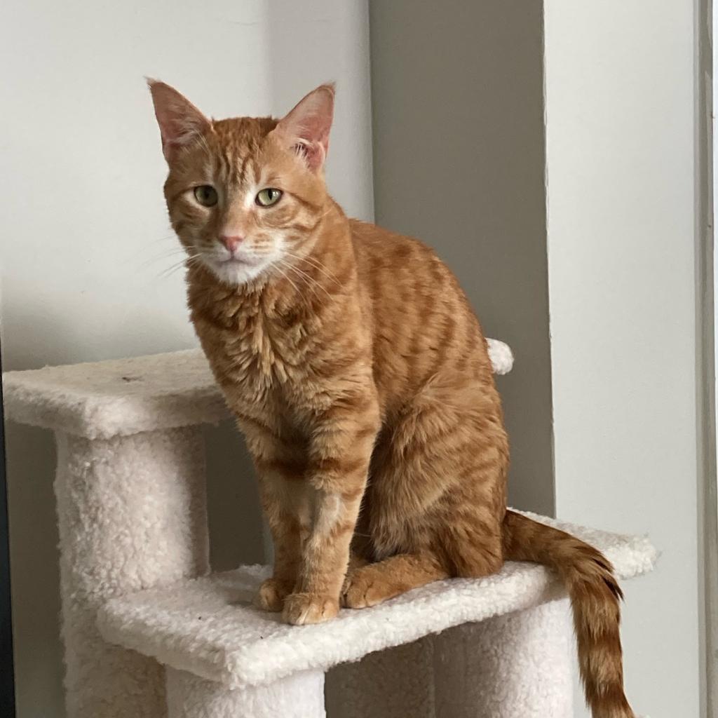 Sweet - Afghanistan, Adoptable, Adult Male Domestic Short Hair.