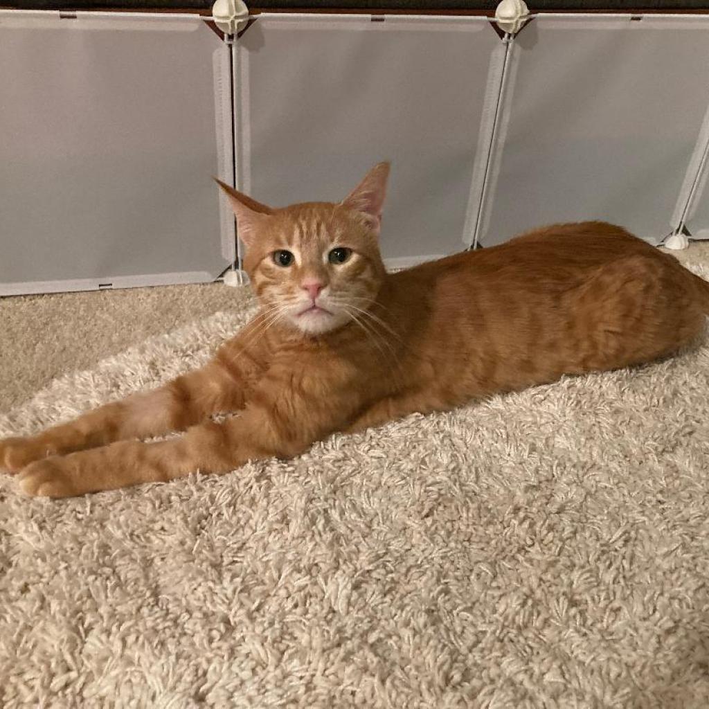 Enlarge Sweet - Afghanistan, a Adoptable Domestic Short Hair in Fairfax, VA image 2/6