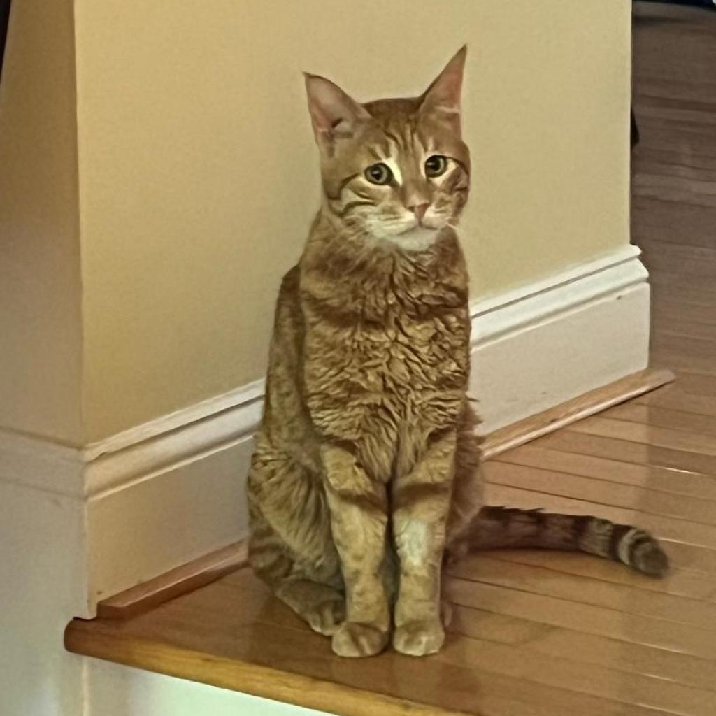 Enlarge Sweet - Afghanistan, a Adoptable Domestic Short Hair in Fairfax, VA image 3/6