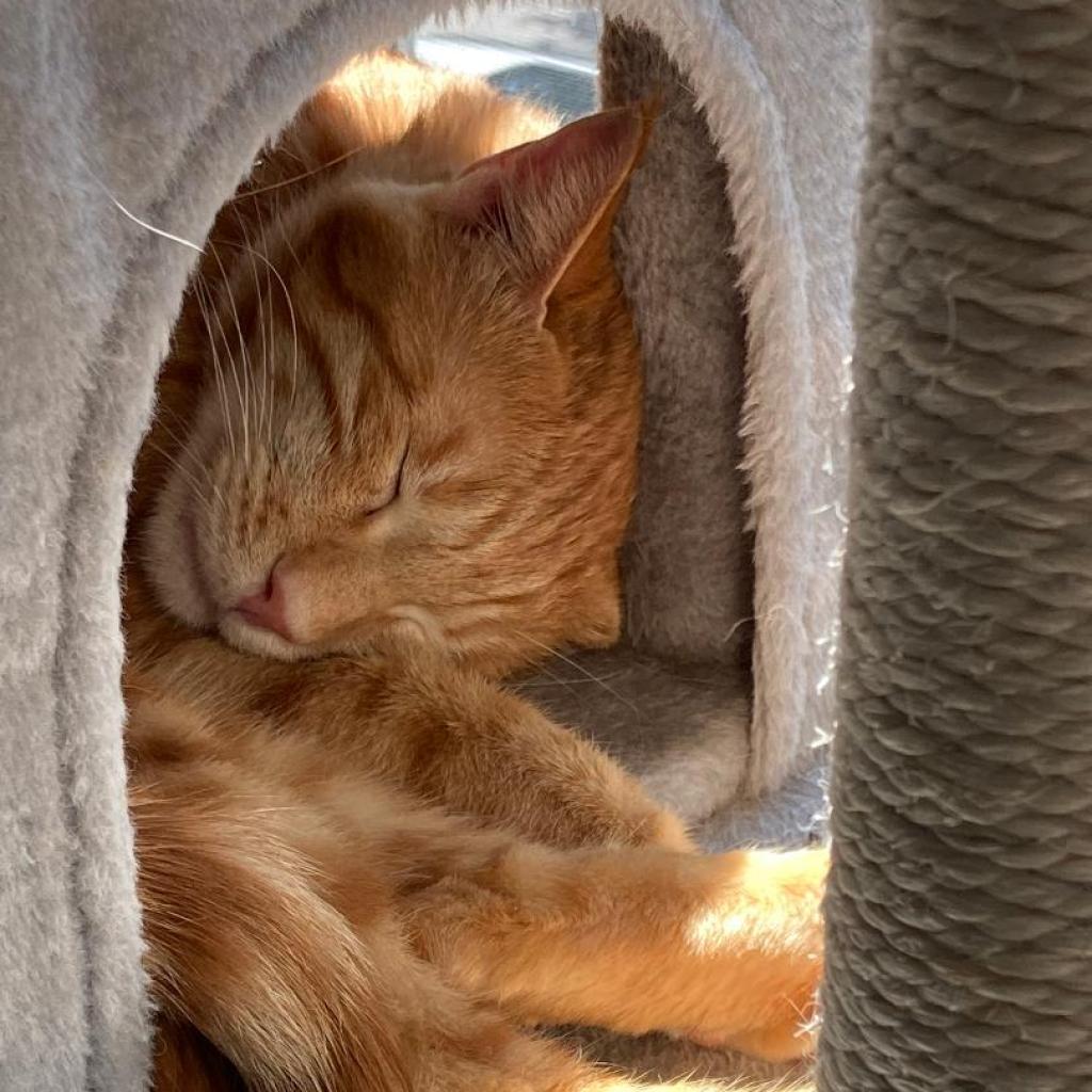 Enlarge Sweet - Afghanistan, a Adoptable Domestic Short Hair in Fairfax, VA image 4/6
