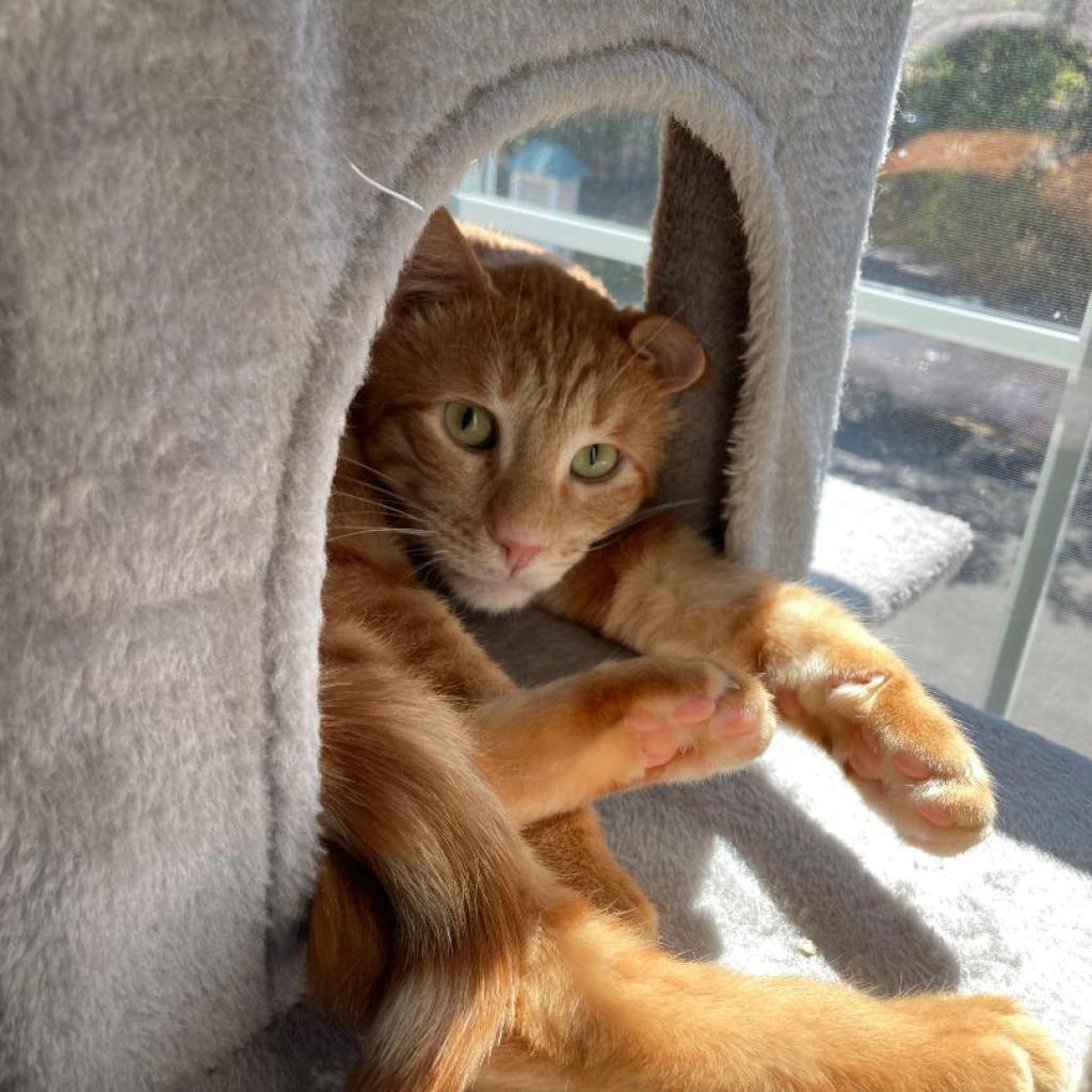 Enlarge Sweet - Afghanistan, a Adoptable Domestic Short Hair in Fairfax, VA image 5/6